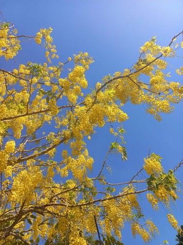 Cassia fistula pioggia d oro - -,